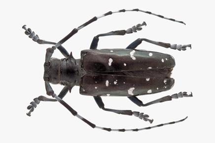 Asian long-horned beetle